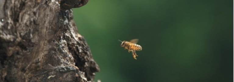 Biene im Schwebeflug
