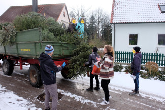 Jugendliche laden Christbäume auf einen Anhänger