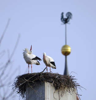 Störche im Nest